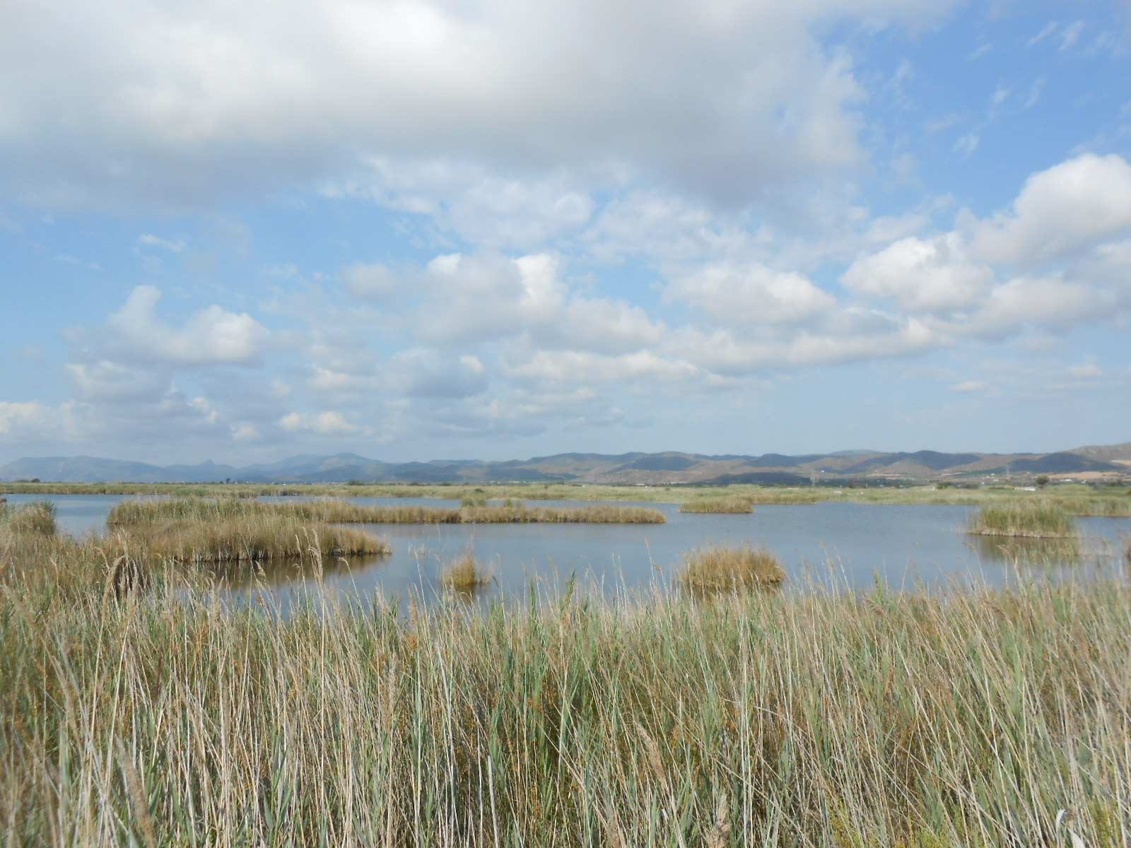 Prat de Cabanes-Torreblanca. Lagunas y carrizal 1